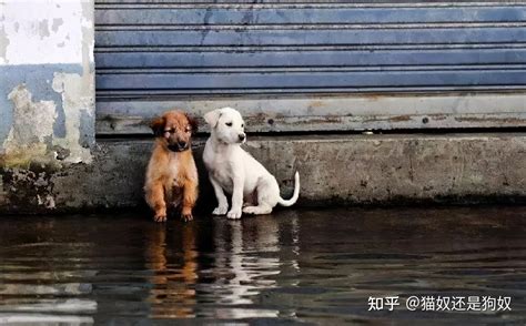 狗走失會去哪|我親愛的狗狗走失了該怎麼辦？教教你如何快速找回你。